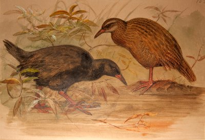 Weka Rail by Joseph Wolf